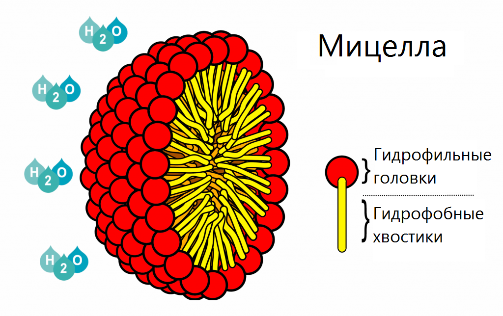 Мицелла это. Мицелла пав. схема структуры мицеллы. строение мицеллы. мицеллы пав в водных растворах.